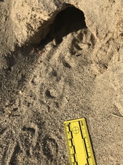 Dipodomys deserti