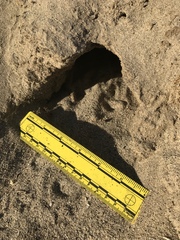 Dipodomys deserti