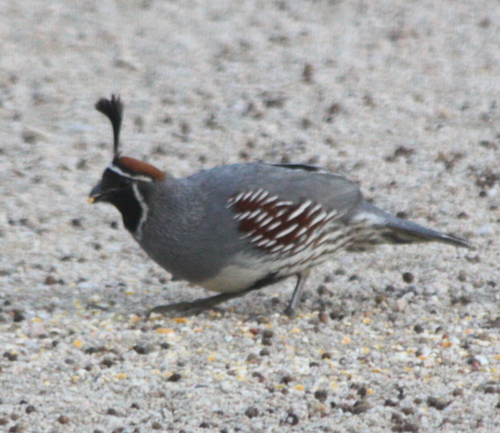 Callipepla gambelii