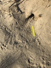 Dipodomys deserti