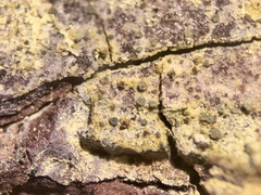 Arthonia cupressina