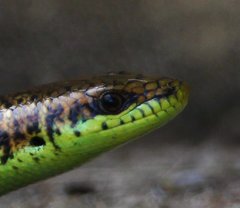 Siderolamprus adercus