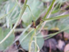 Gelis melanocephalus