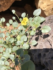 Physalis crassifolia