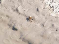 Sceliphron destillatorium