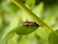 Macrophya punctumalbum
