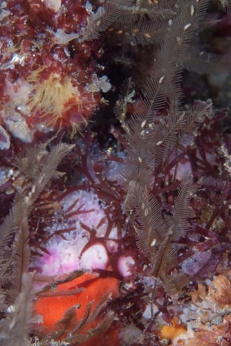 podded hydroid