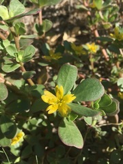 Portulaca oleracea