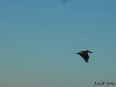 Pelecanus occidentalis