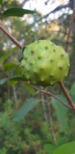 Annona globiflora observed 2023-04-29