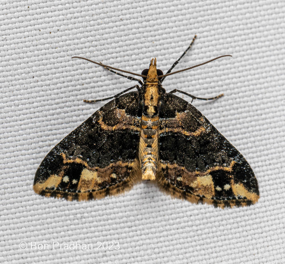 Perizoma peculiare