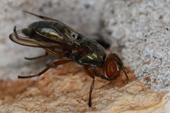 Senopterina caerulescens