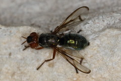 Senopterina caerulescens