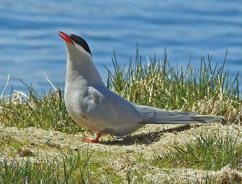 Antarctic Tern (Sterna vittata), photo 8