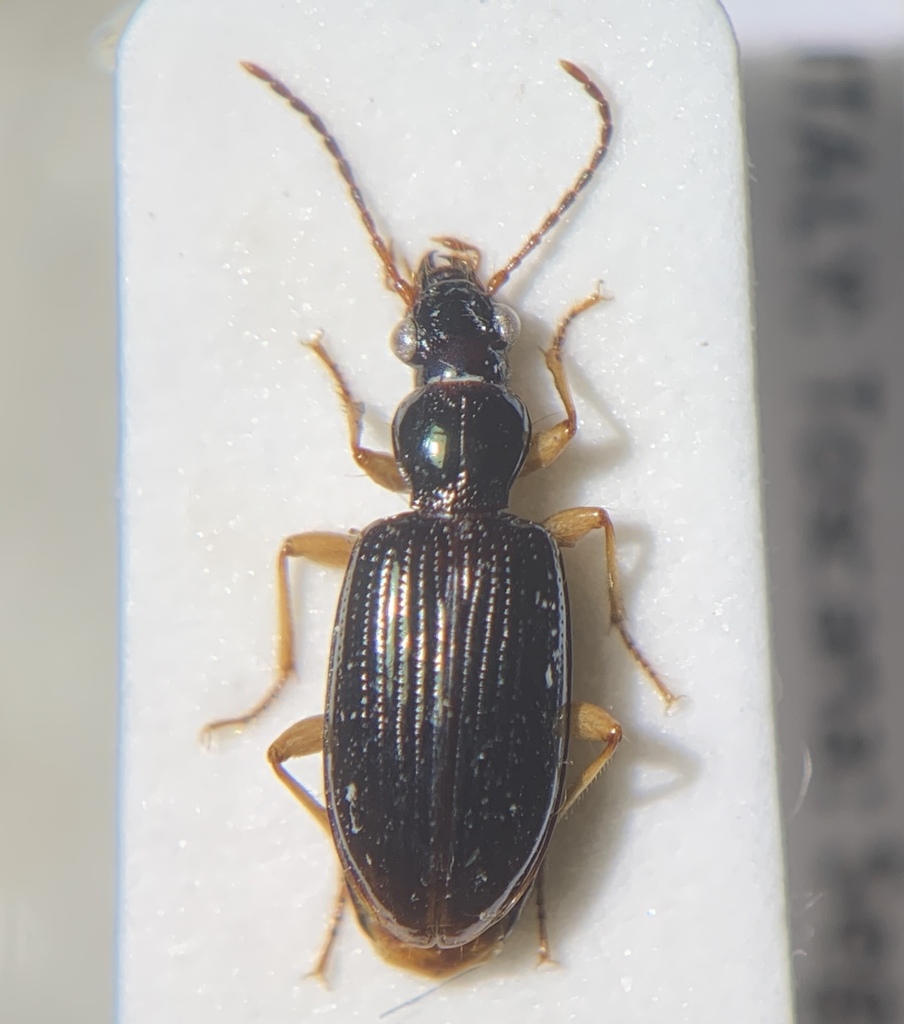 Sinechostictus cribrum