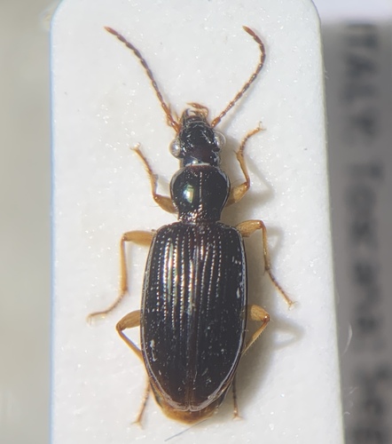 Sinechostictus cribrum