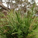 Lomandra longifolia longifolia - Photo (c) Wayne Martin, some rights reserved (CC BY-NC)