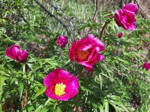 Paeonia intermedia C.A.Mey. ex Ledeb.