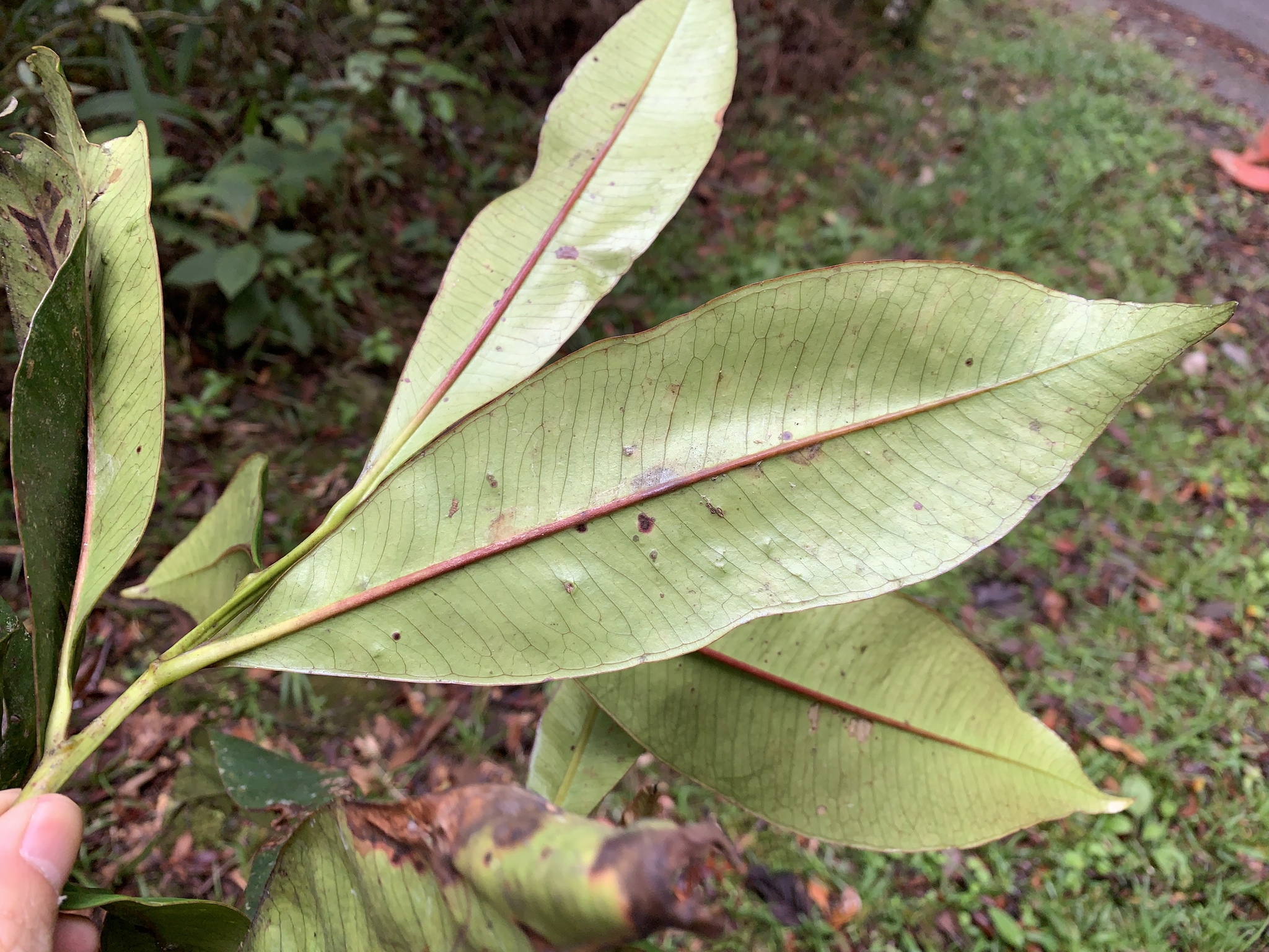 Tristaniopsis bilocularis