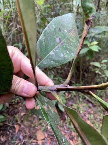 Image of Tristaniopsis Bilocularis (Tristaniopsis bilocularis) by (c) 呂一起(Lu i-chi), some rights reserved (CC BY)