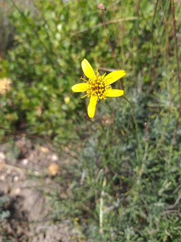 Stalked Rockdaisy (Heterolepis peduncularis)