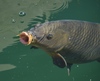 European Carp - Photo (c) lonnyholmes, some rights reserved (CC BY-NC), uploaded by lonnyholmes
