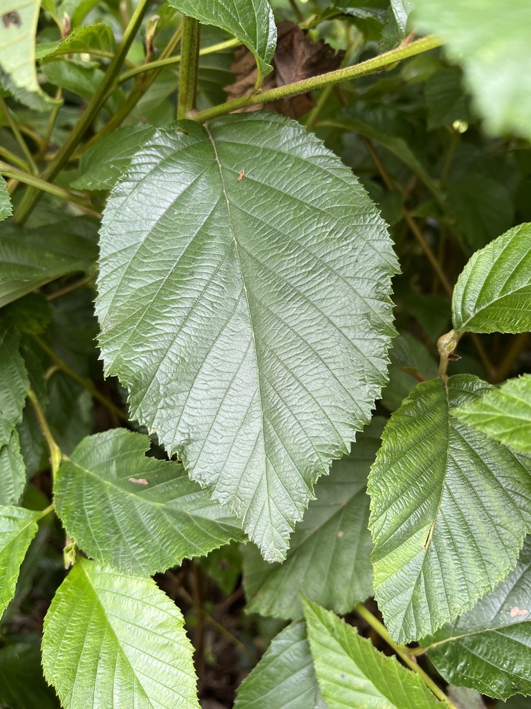 &Aacute;rboles sembrados en nuestros proyectos de restauraci&oacute;n ecol&oacute;gica.