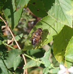 Eristalis tenax