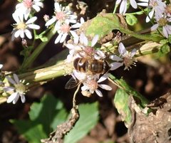 Eristalis tenax