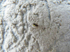 Neottiura bimaculata