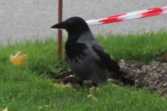 Corvus cornix