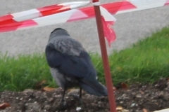 Corvus cornix