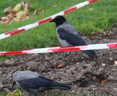 Corvus cornix