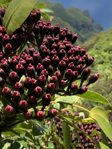 Polyscias bisattenuata, 2020-06-23