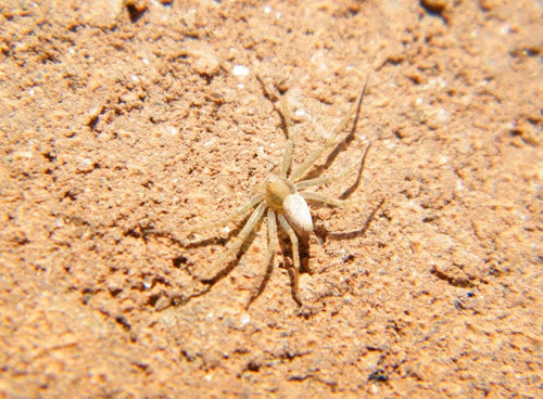 Philodromus albidus