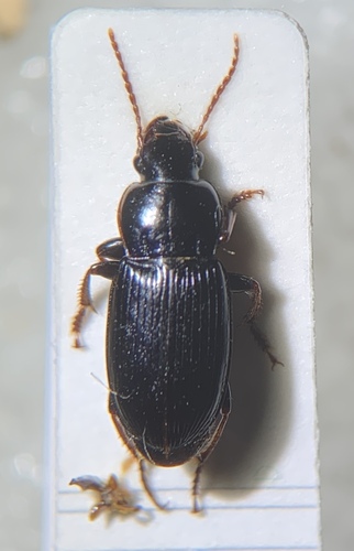 Harpalus rufipalpis