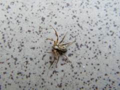 Philodromus collinus