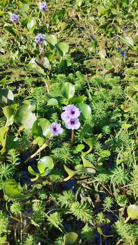 Pontederia azurea, photograph 6