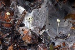 Marasmiellus filopes