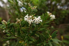 Leucopogon australis
