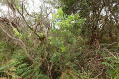 Leucopogon australis