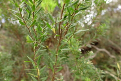 Leucopogon australis