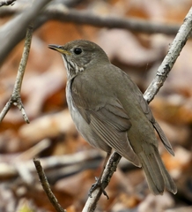 Grey-Cheeked Thrush photo 5