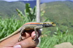 Black Lava Lizard photo 5