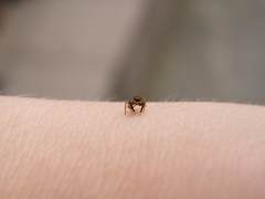 Euophrys frontalis