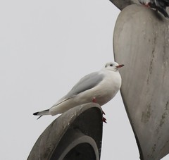 Chroicocephalus ridibundus