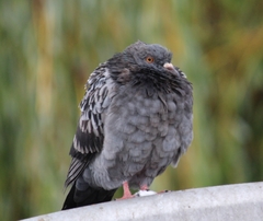 Columba livia domestica
