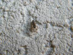 Salticus zebraneus