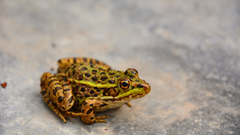 Lithobates chiricahuensis