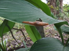 Helicarionidae